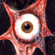 occulus apertus